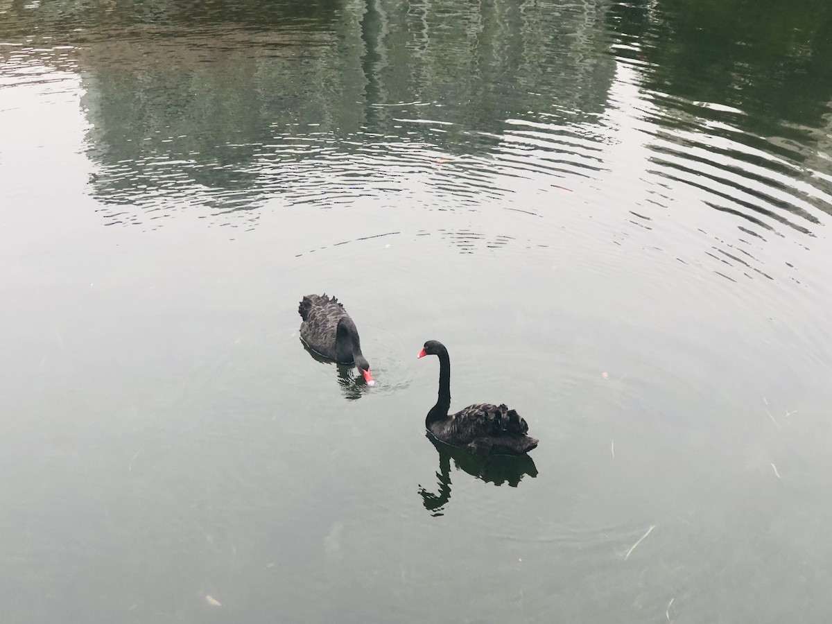 labuť černá - ML611855487