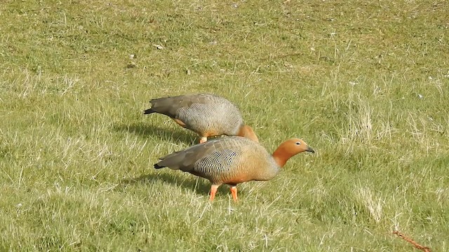 Ruddy-headed Goose - ML611855574