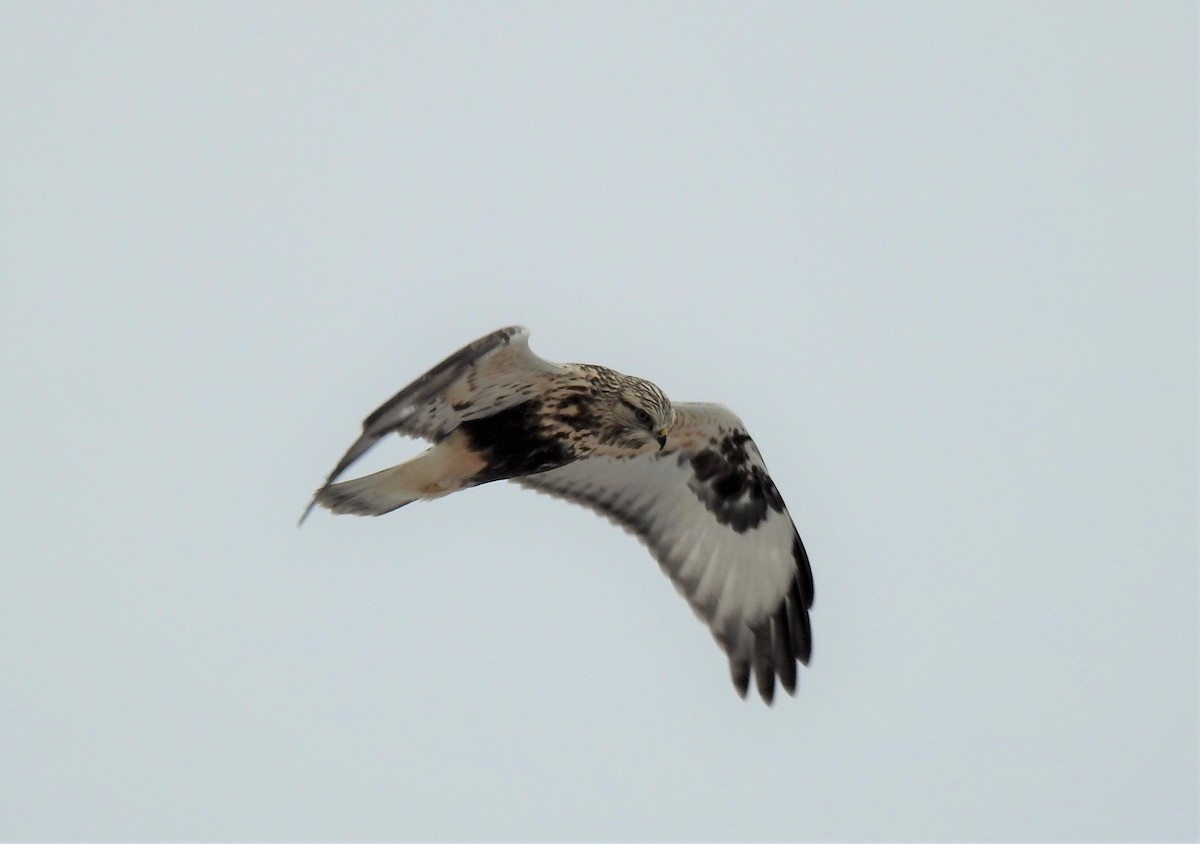 Raufußbussard - ML611855610