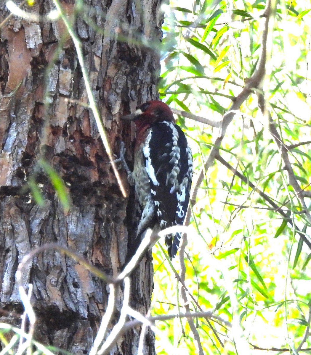 Red-breasted Sapsucker - ML611855707