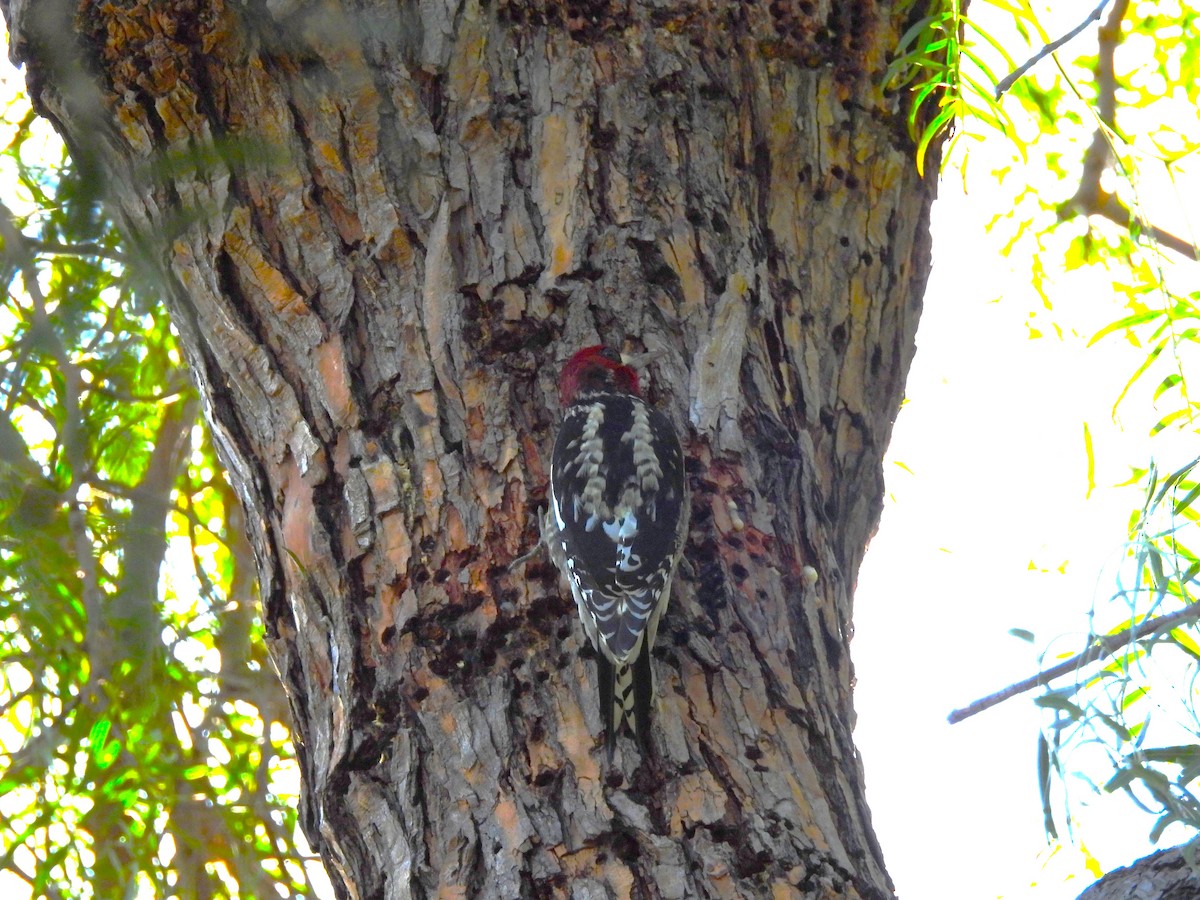 Red-breasted Sapsucker - ML611855709