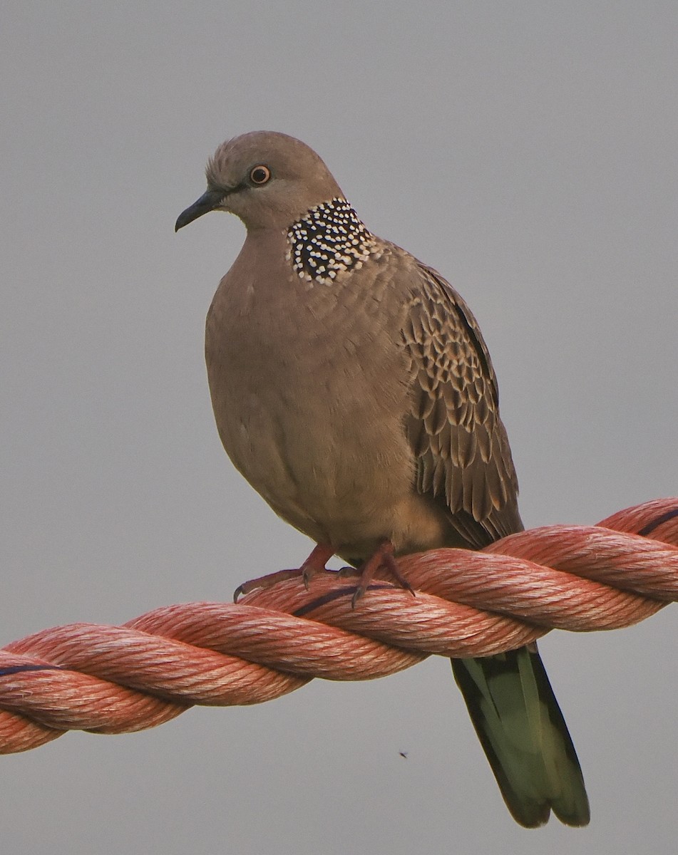 Spotted Dove - ML611855717