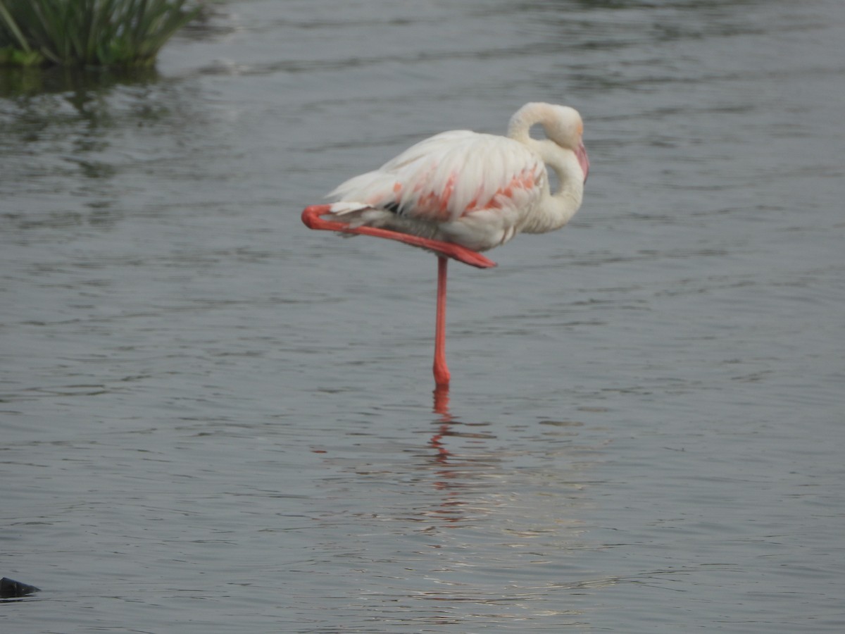 Greater Flamingo - Rounak choudhary