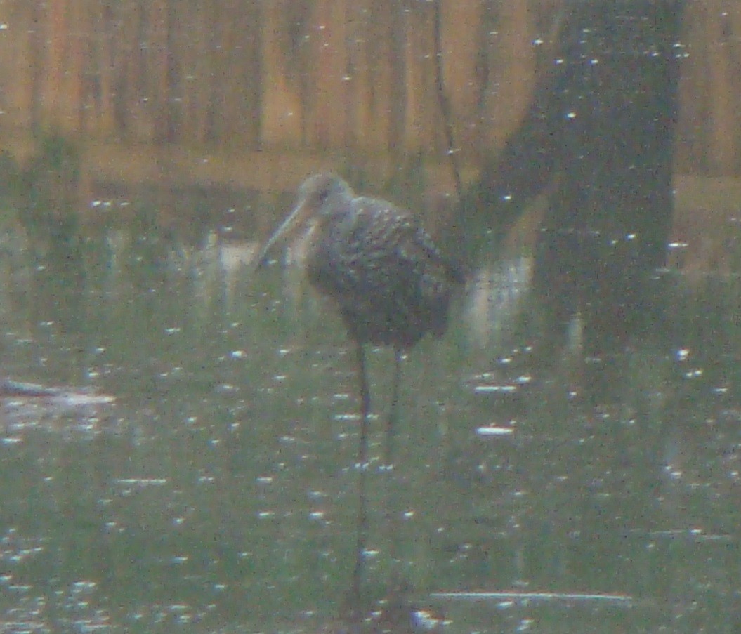 Limpkin - ML611856001