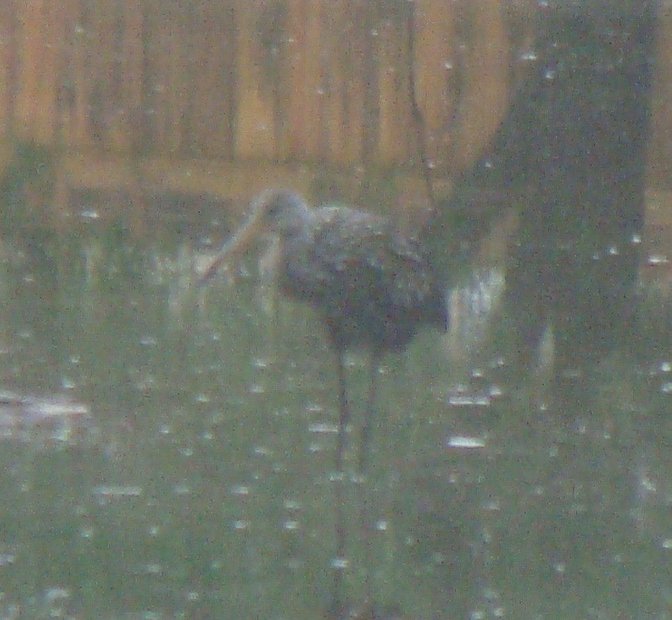 Limpkin - Tom Trenchard