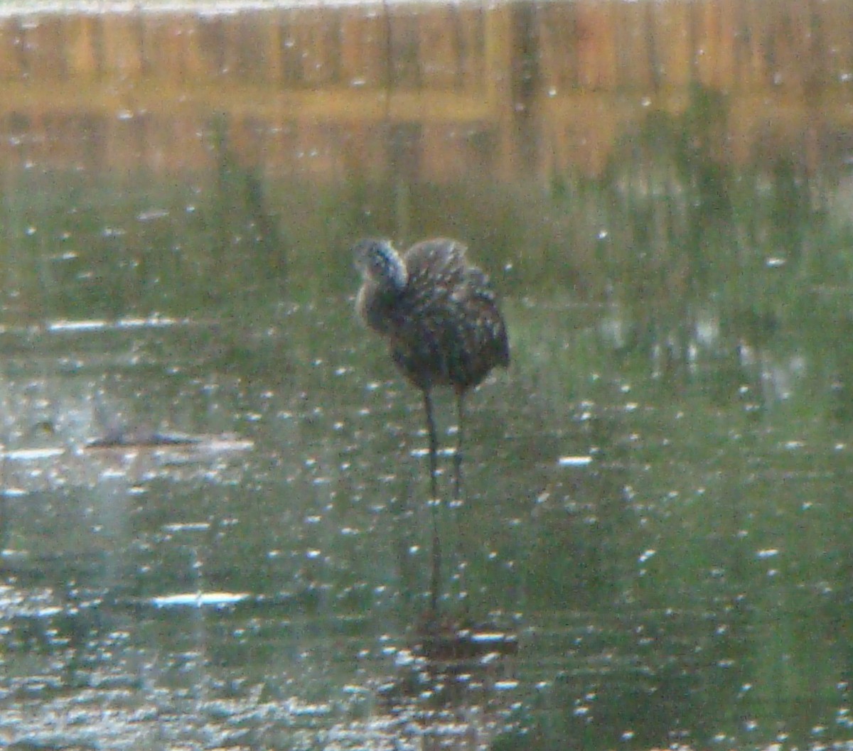 Limpkin - Tom Trenchard