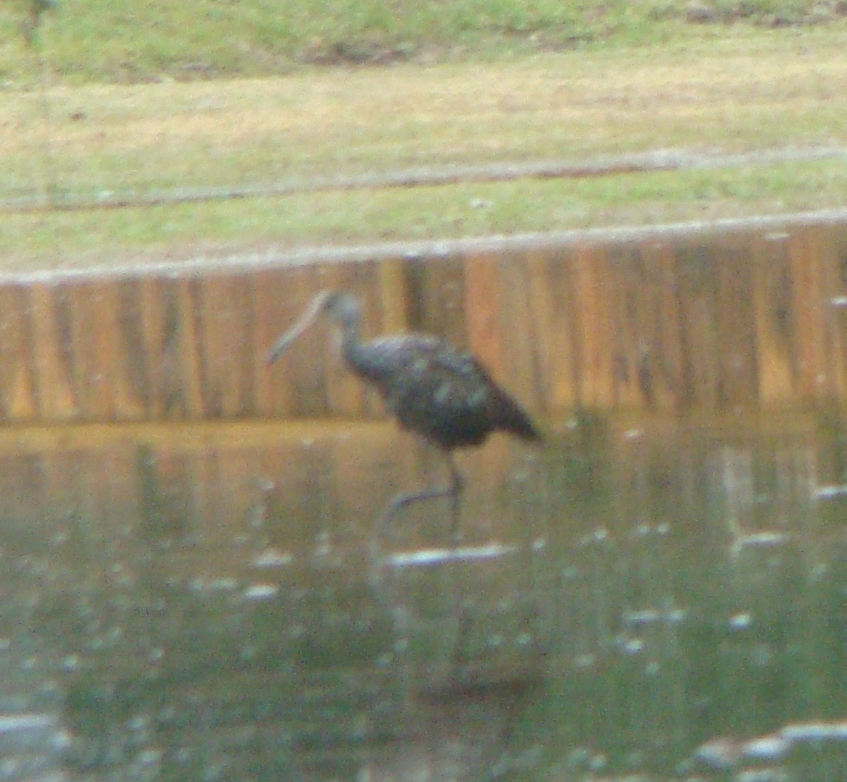 Limpkin - ML611856005