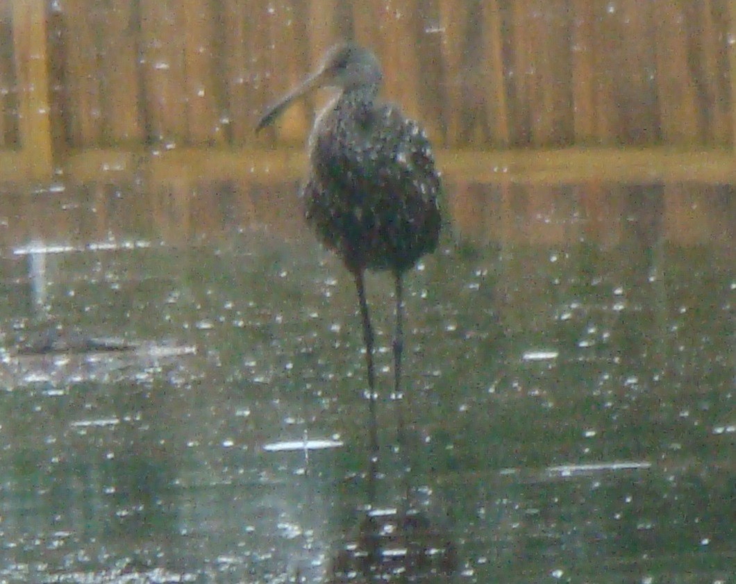 Limpkin - ML611856007