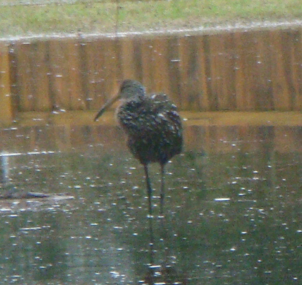 Limpkin - ML611856008