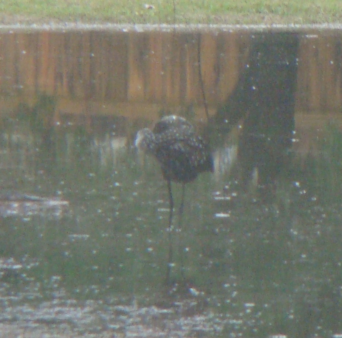 Limpkin - Tom Trenchard