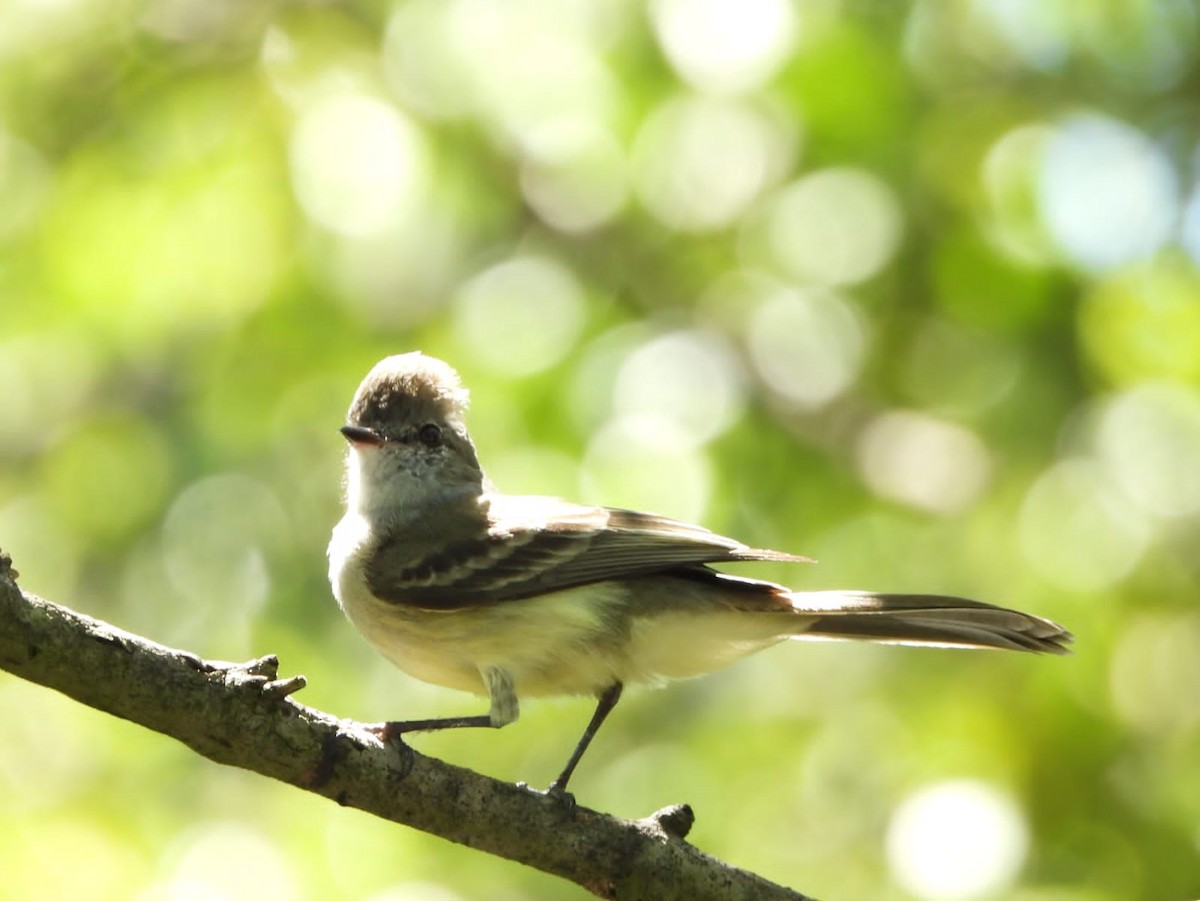 Northern Scrub-Flycatcher - ML611856139