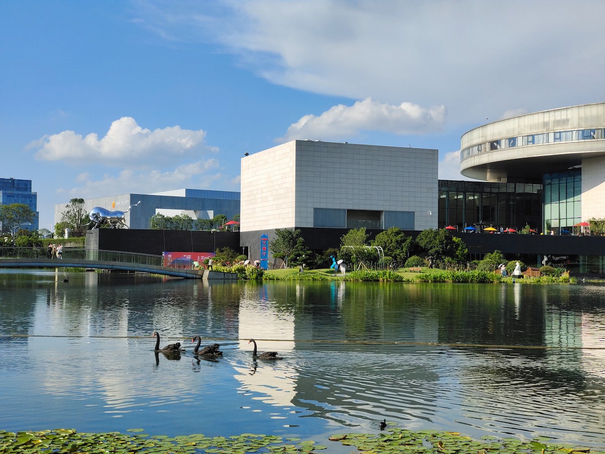 labuť černá - ML611856404