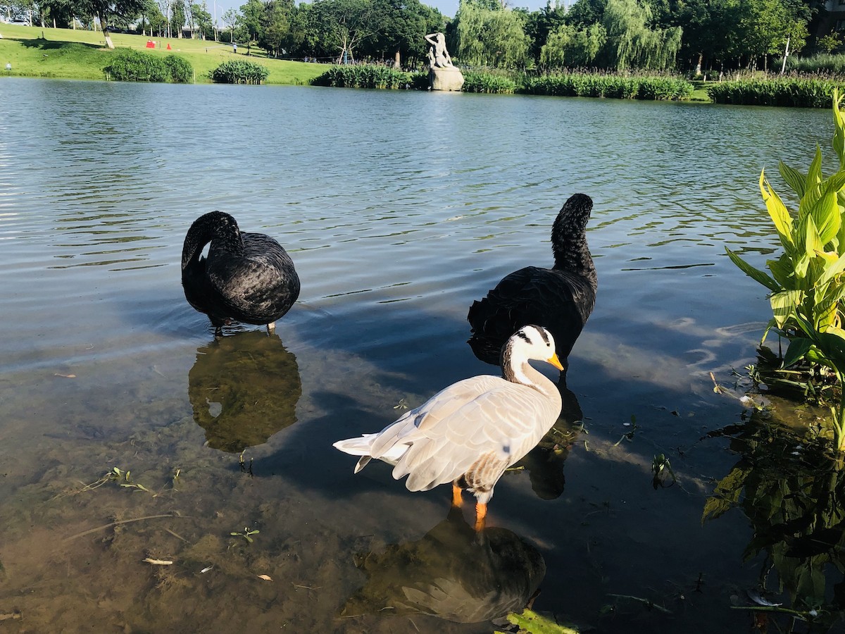 husa tibetská - ML611856405