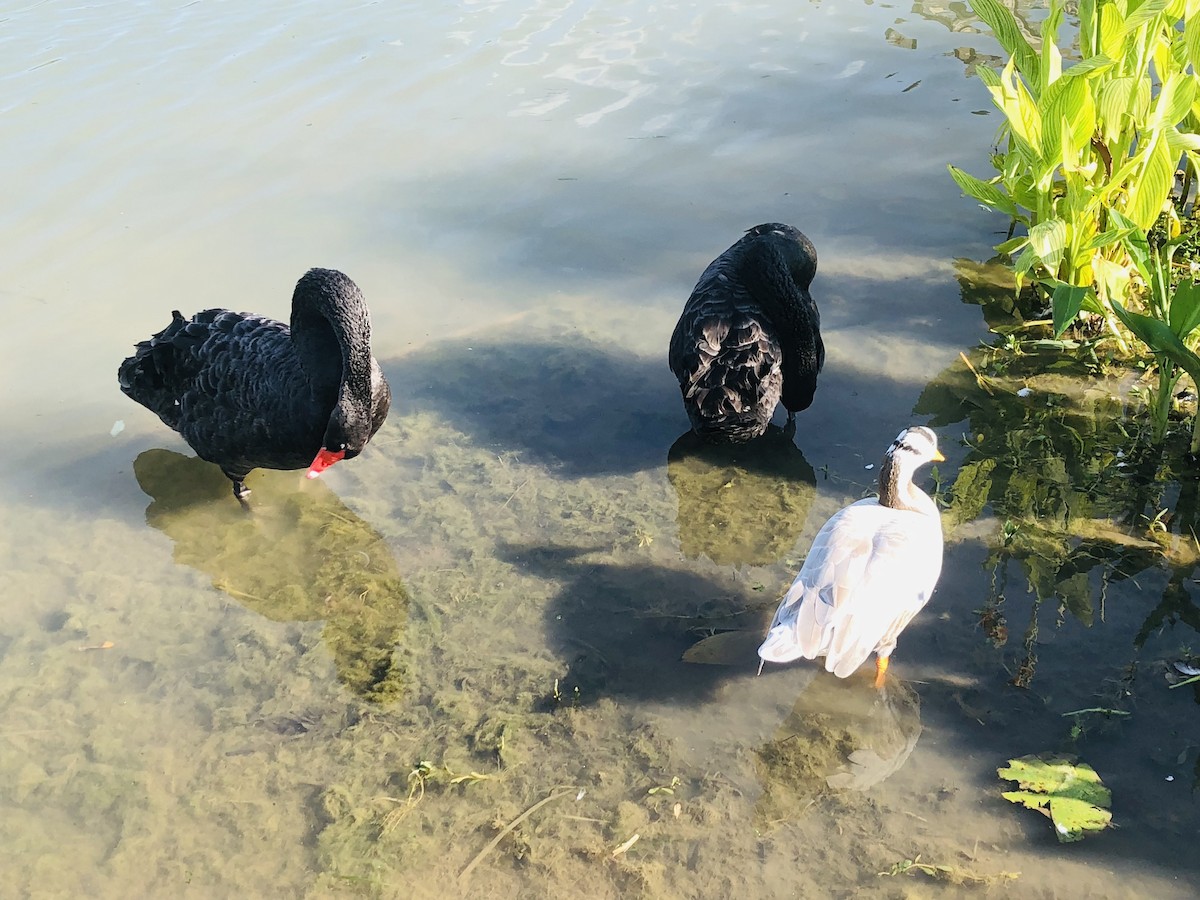 husa tibetská - ML611856407