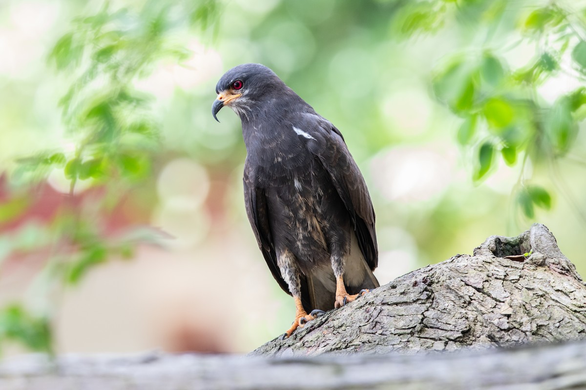 Snail Kite - ML611856495