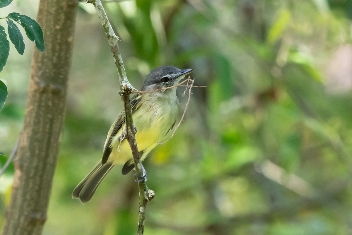 Yellow-olive Flatbill (asemus) - ML611856627