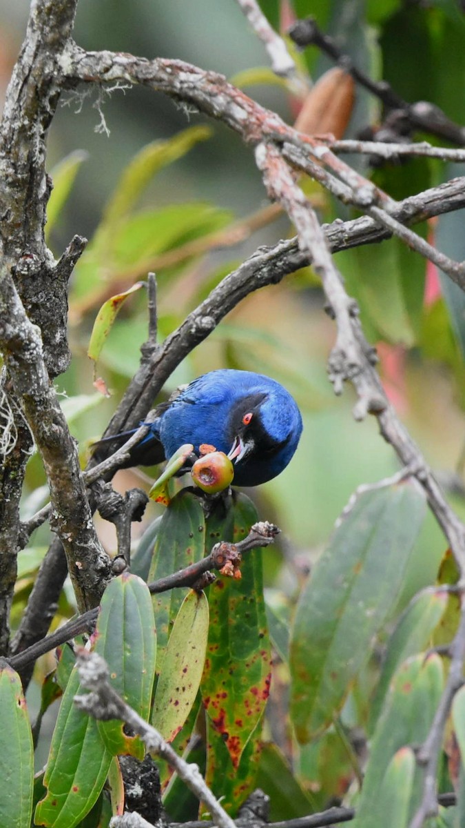 Masked Flowerpiercer - Juan camilo Rodriguez