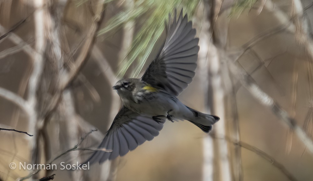 Yellow-rumped Warbler - Norman Soskel