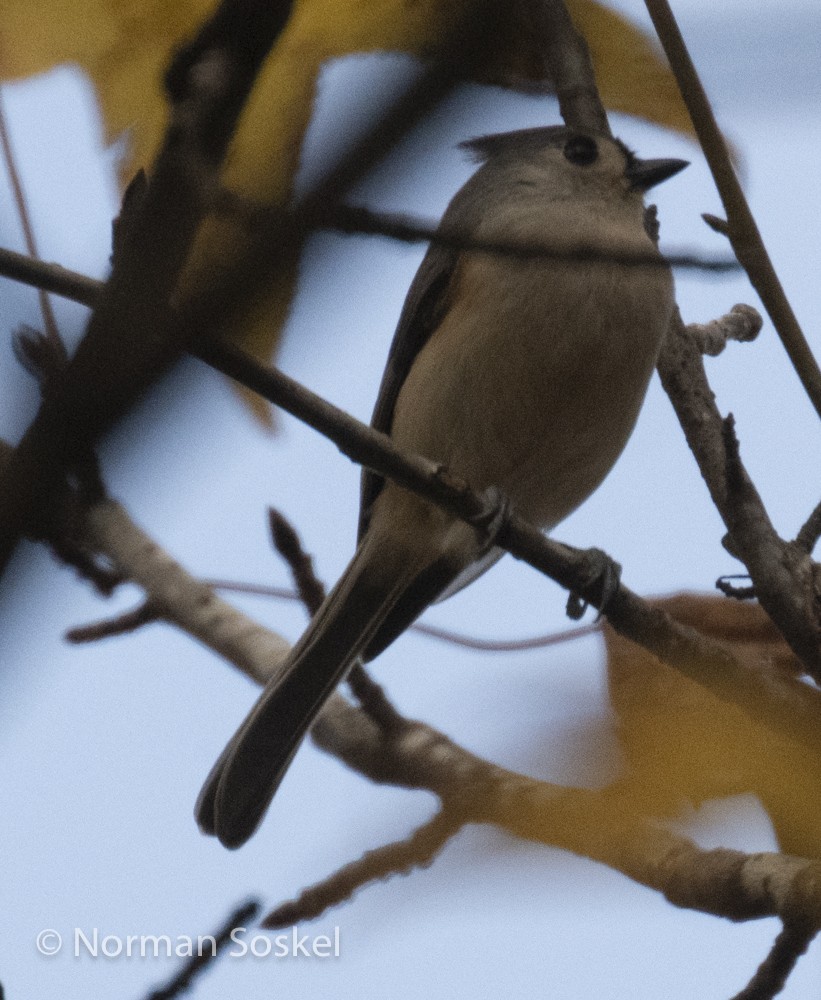 Tufted Titmouse - ML611856859