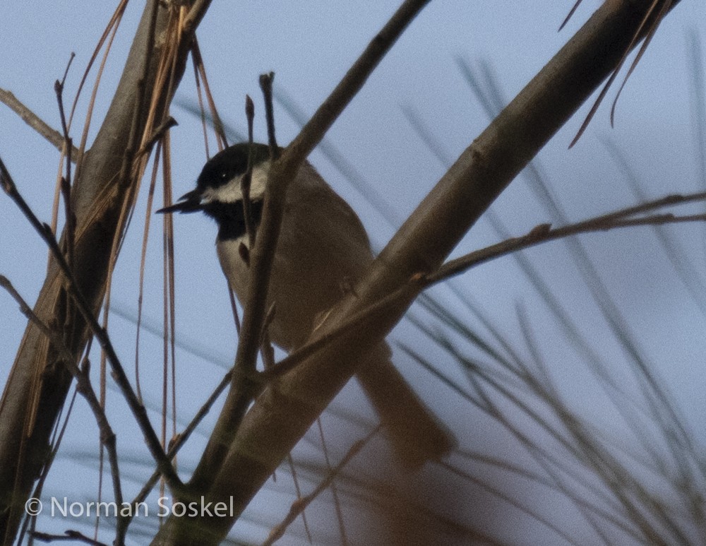 Carolina Chickadee - ML611856871