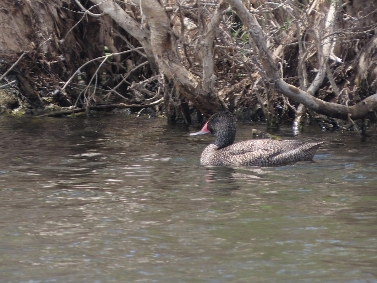 Freckled Duck - ML611856884