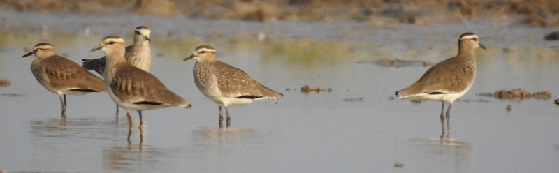 Sociable Lapwing - ML611856886