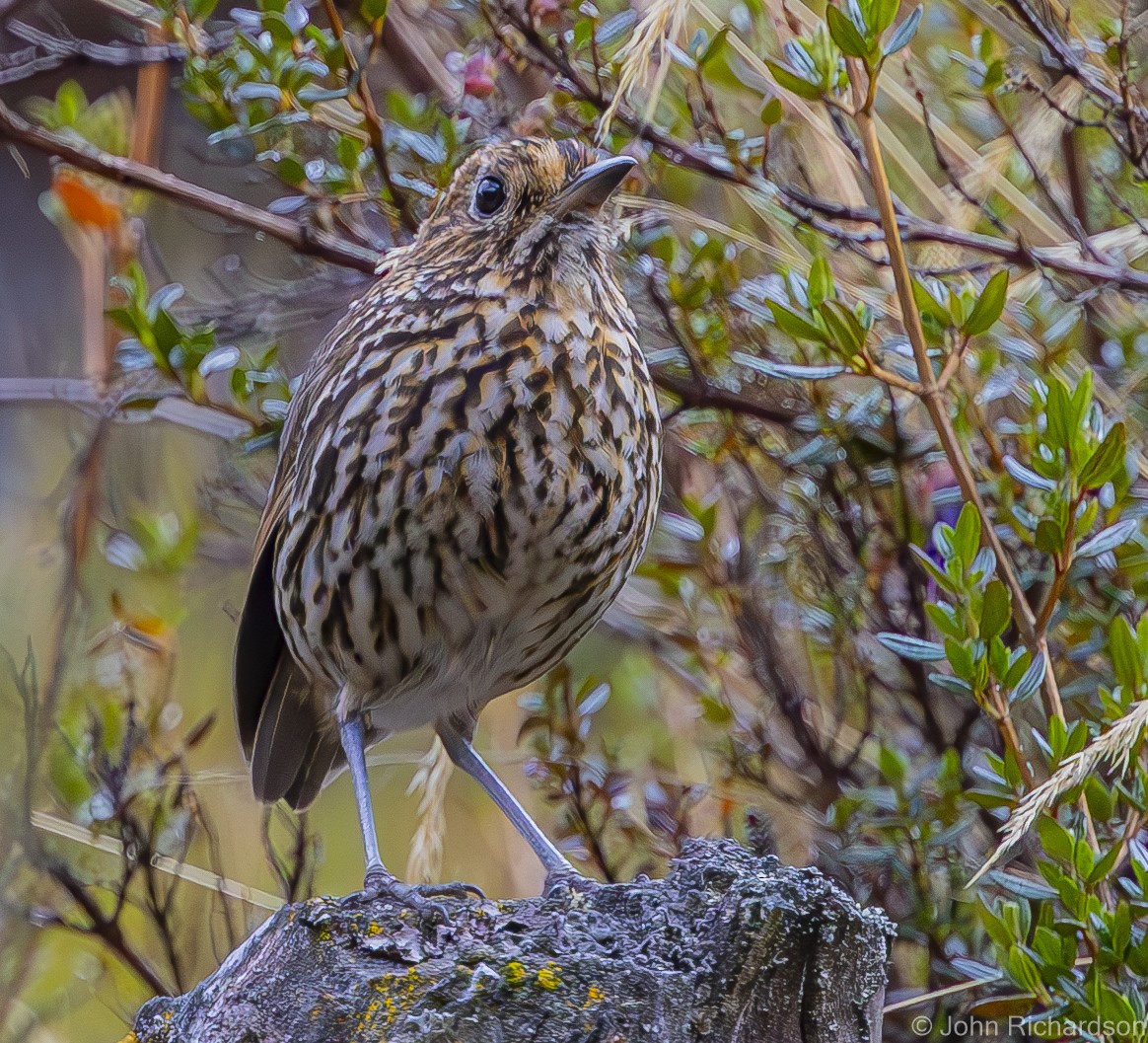 Stripe-headed Antpitta - ML611856904