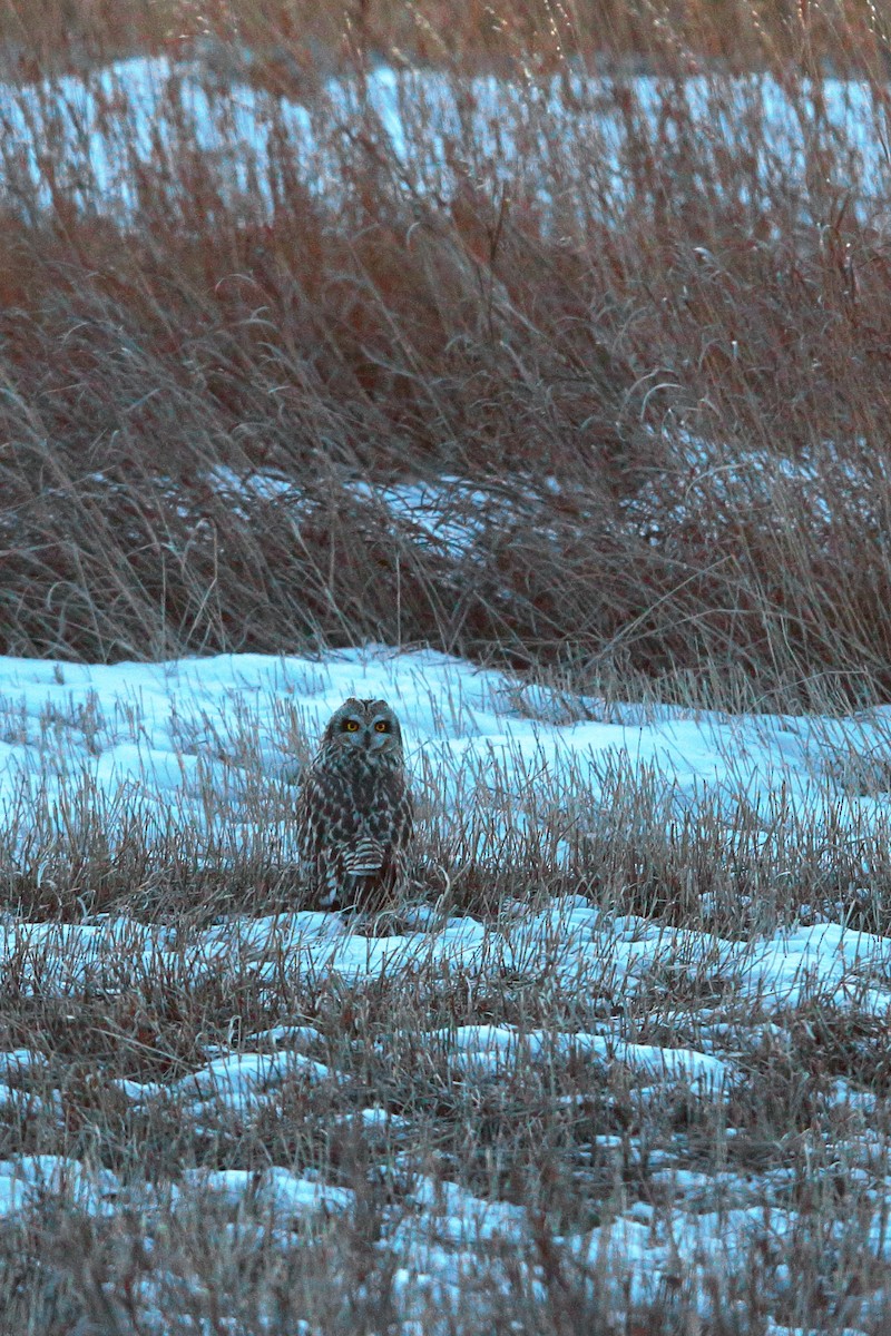 Хулгар гуйванга - ML611856984