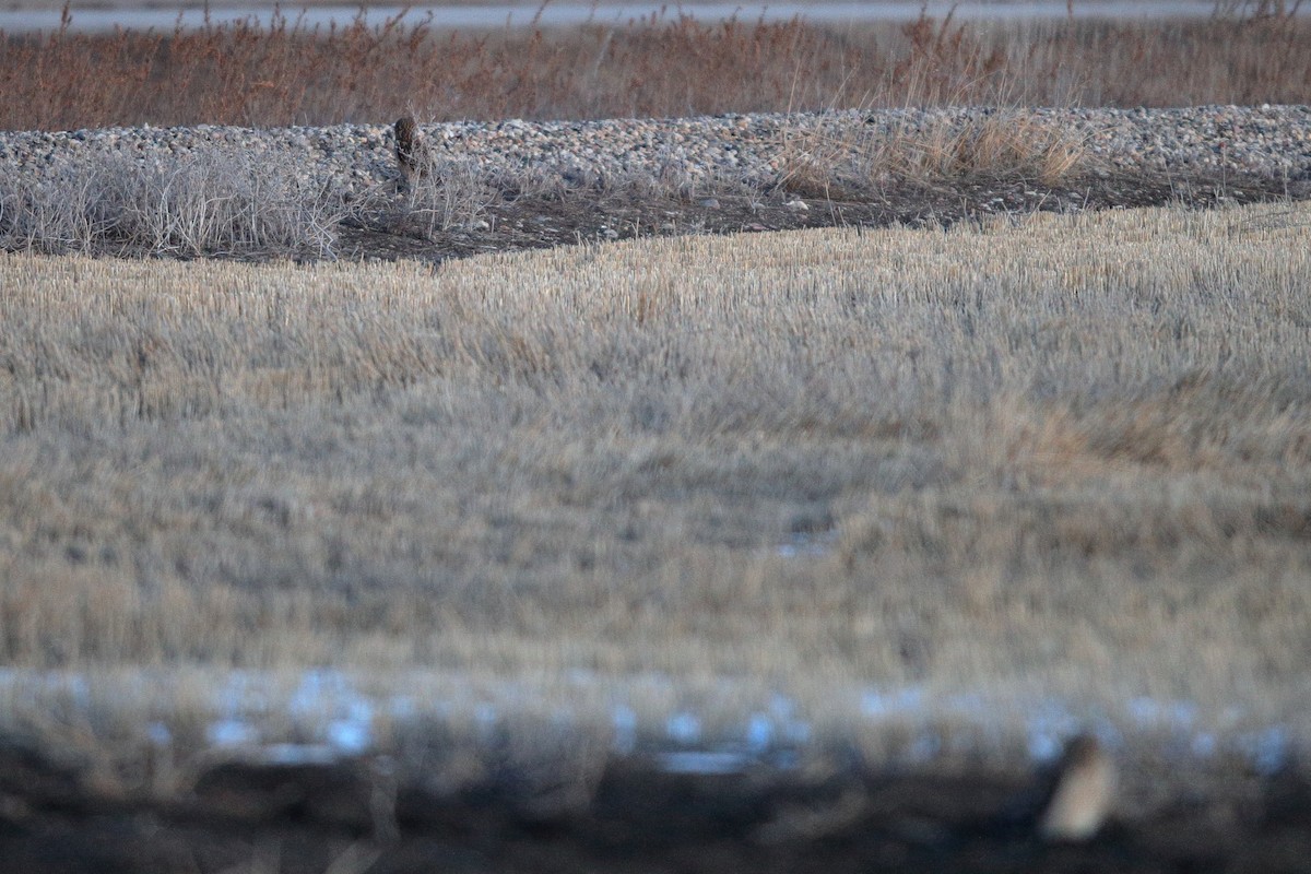 Хулгар гуйванга - ML611856985