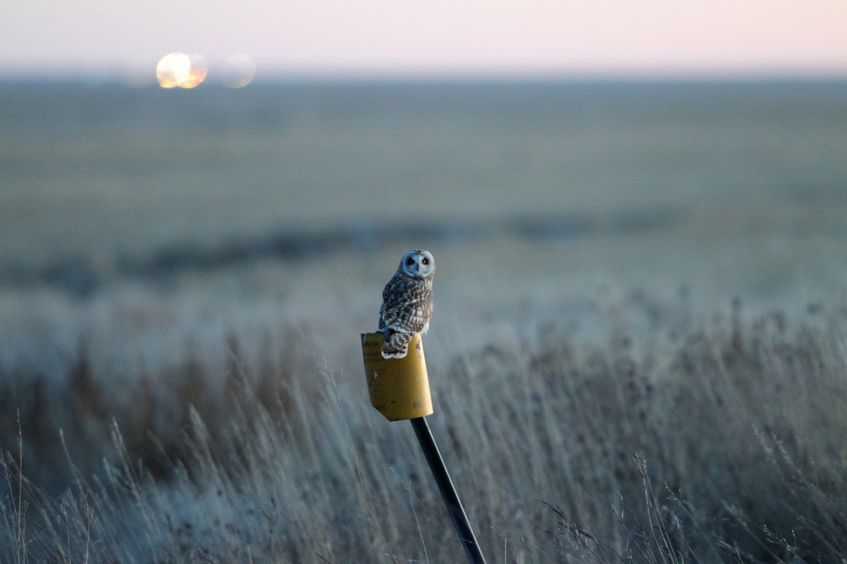 Хулгар гуйванга - ML611856986