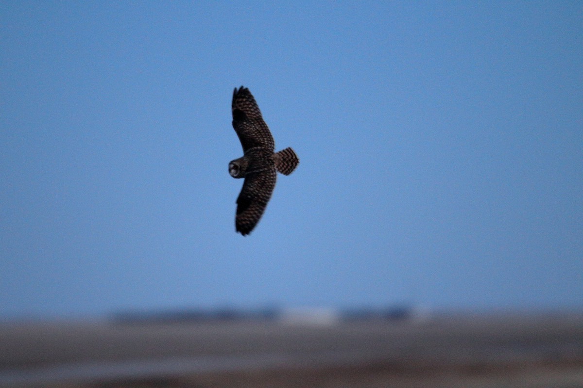 Хулгар гуйванга - ML611856987