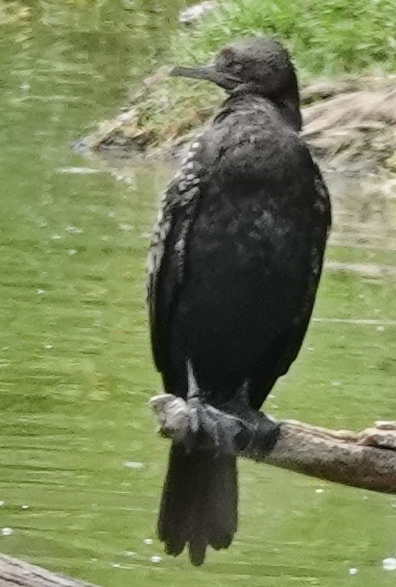 Little Black Cormorant - ML611857121