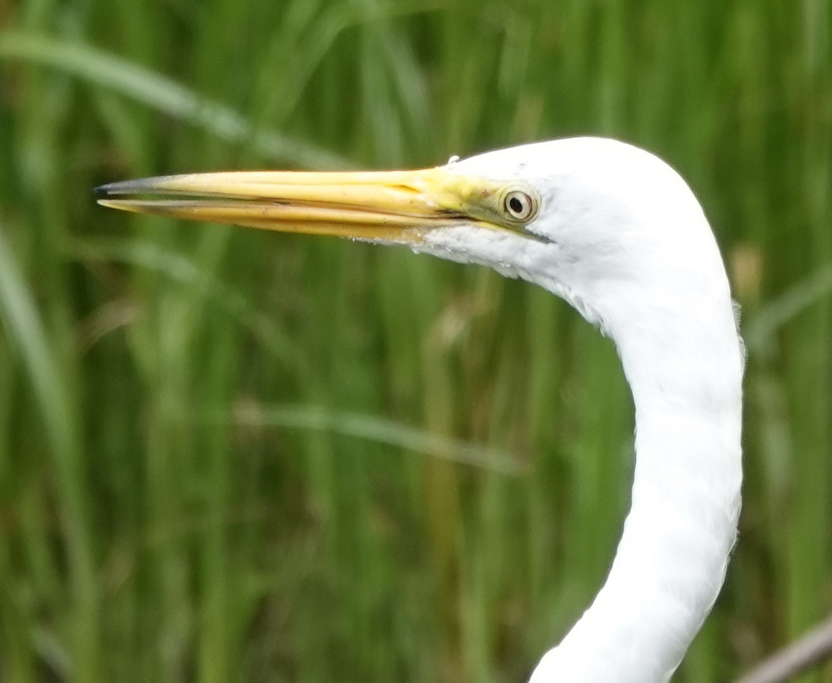 Great Egret (modesta) - ML611857133