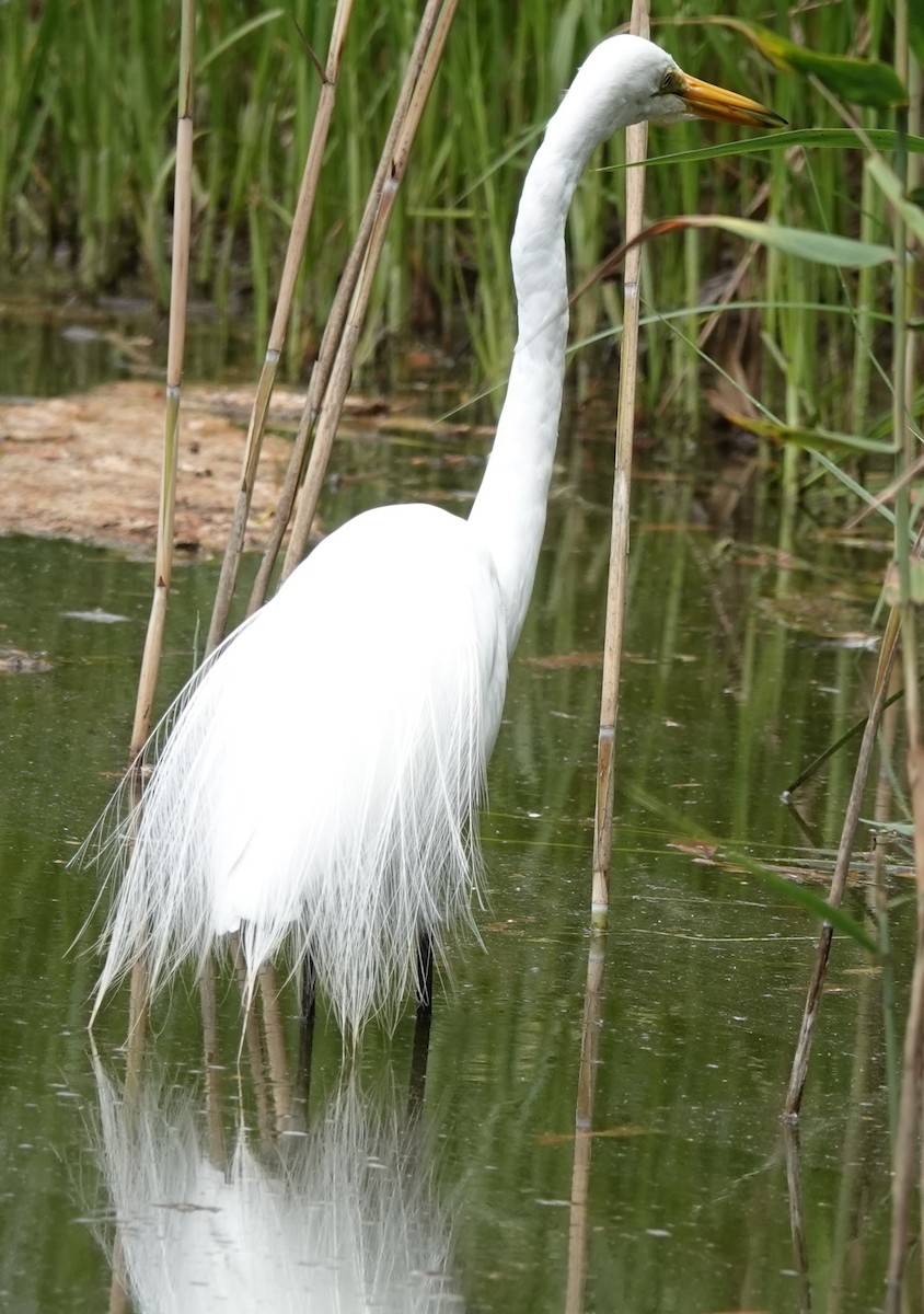 Great Egret (modesta) - ML611857135