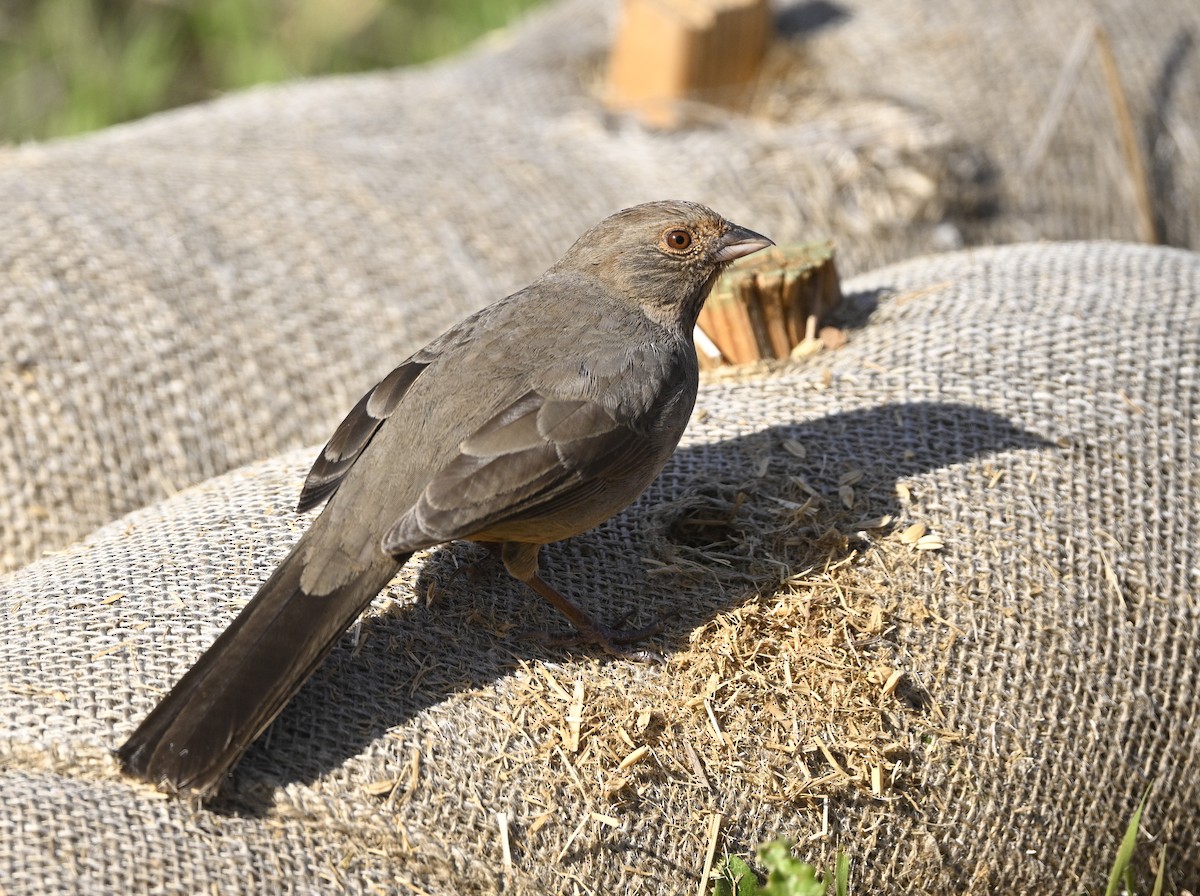 California Towhee - ML611857144