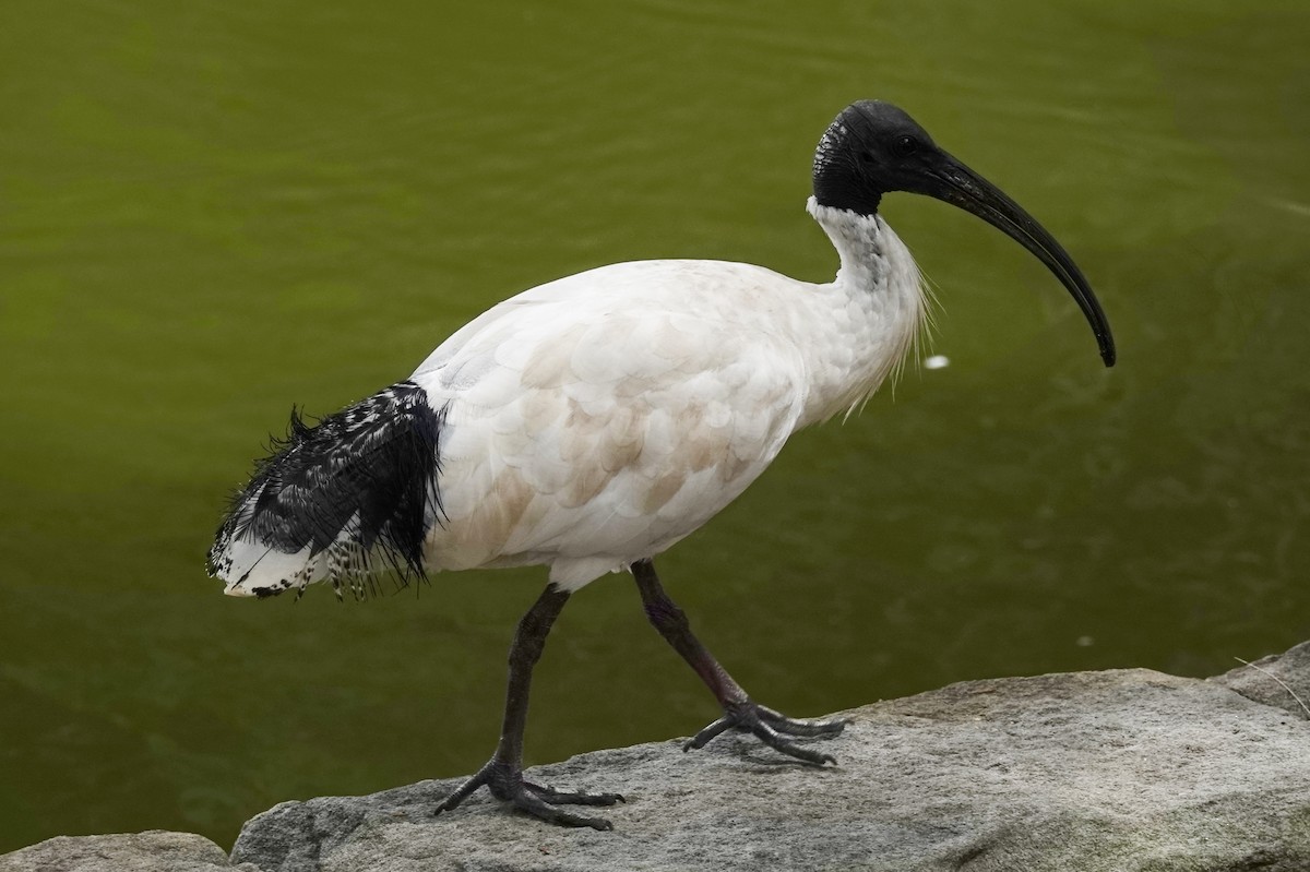 ibis australský - ML611857147