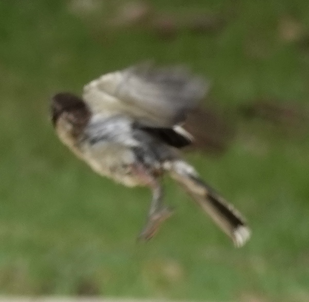 Gray Butcherbird - ML611857155