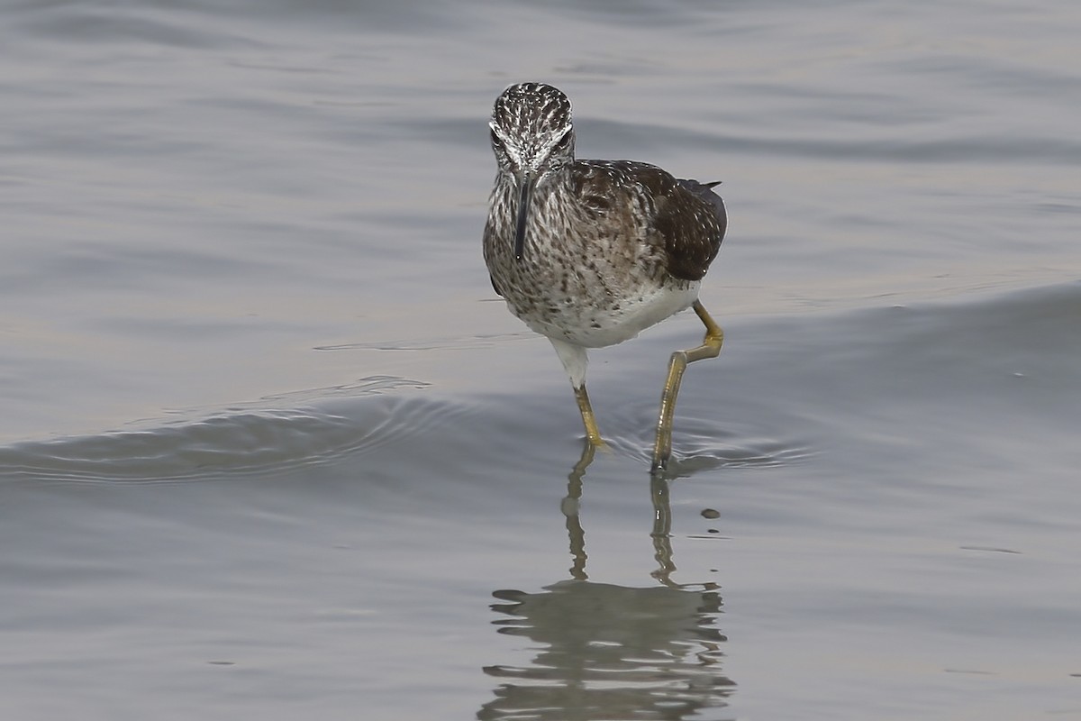 Wood Sandpiper - ML611857170