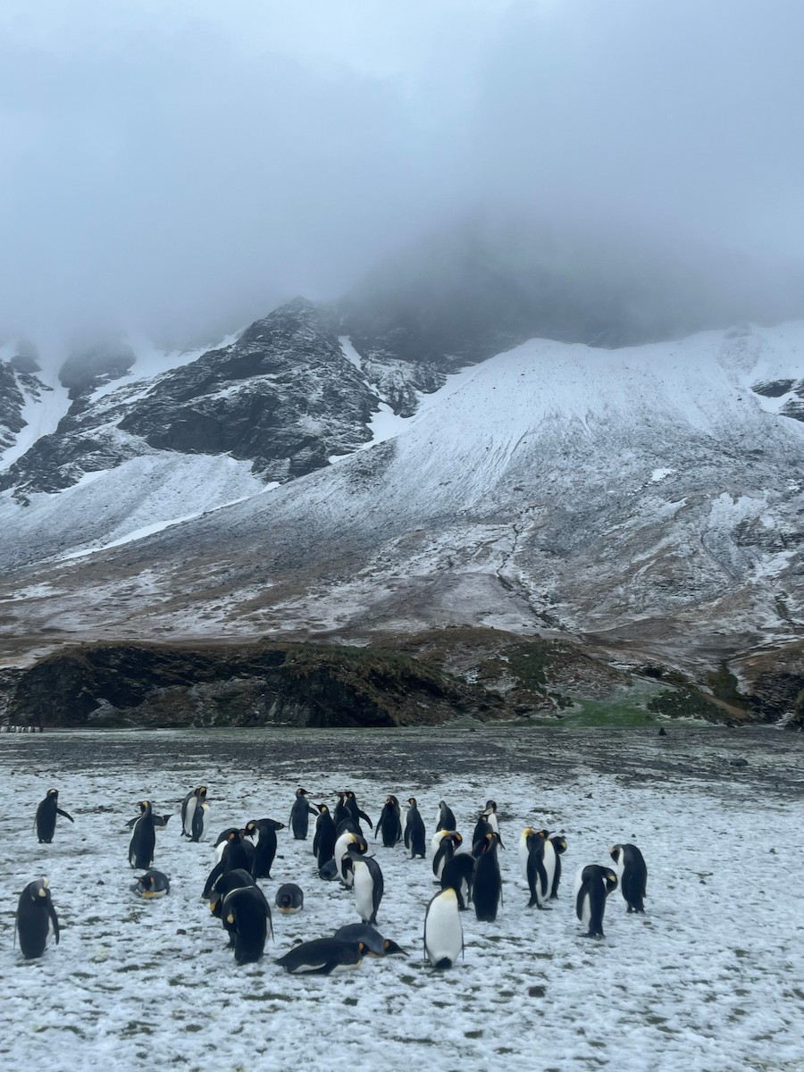 tučňák patagonský - ML611857275
