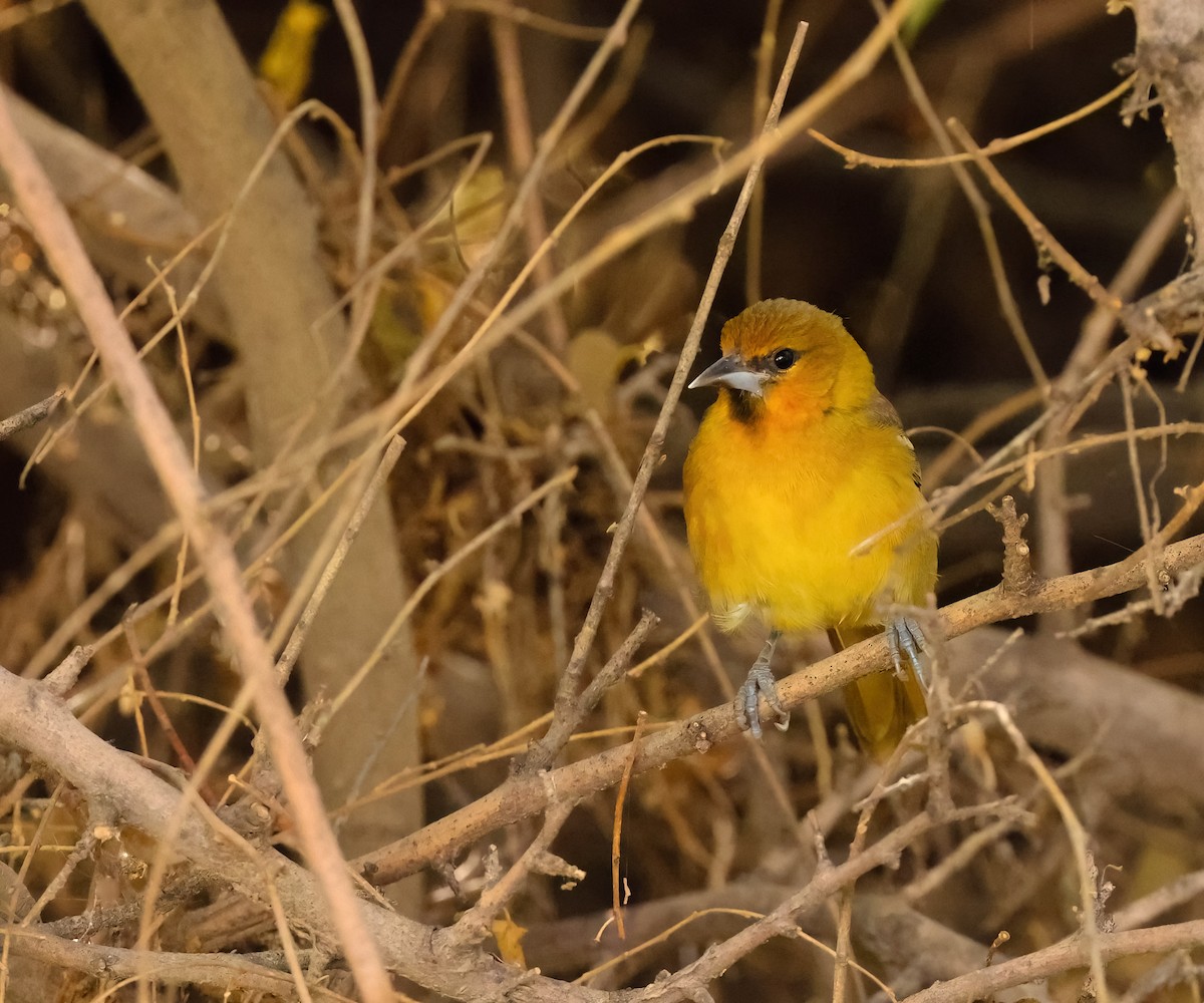 Streak-backed Oriole - Lon Baumgardt