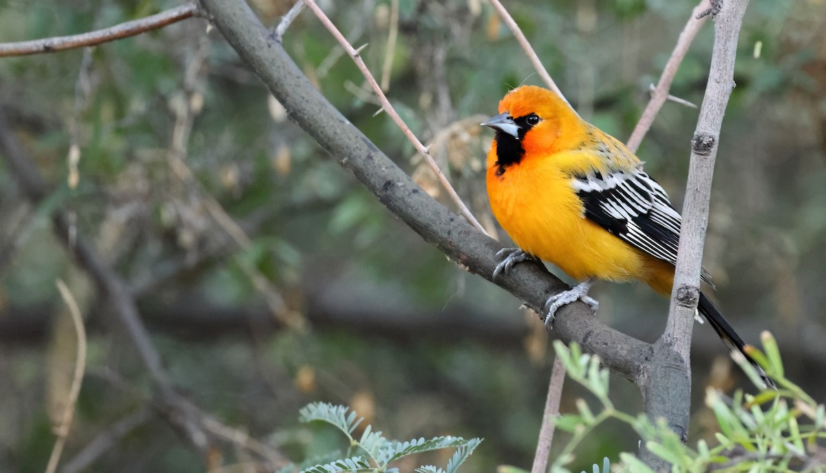 Streak-backed Oriole - Lon Baumgardt