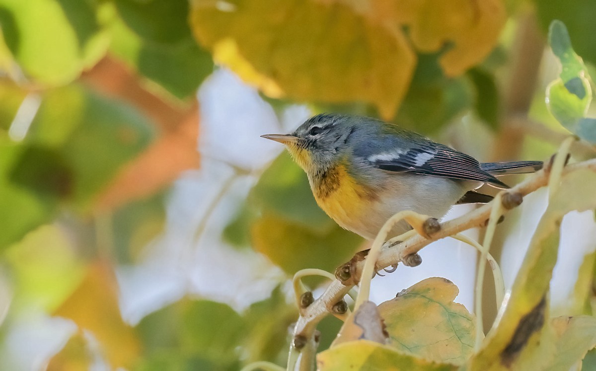 Northern Parula - ML611857299