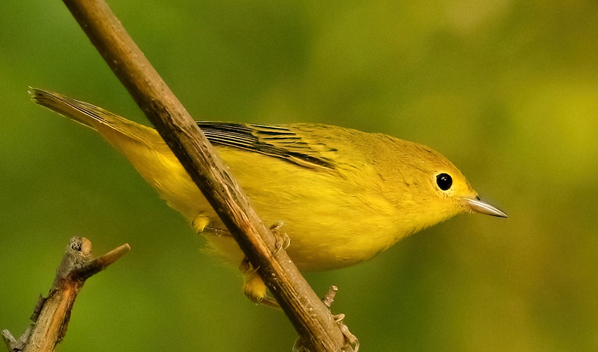 Yellow Warbler - Lon Baumgardt