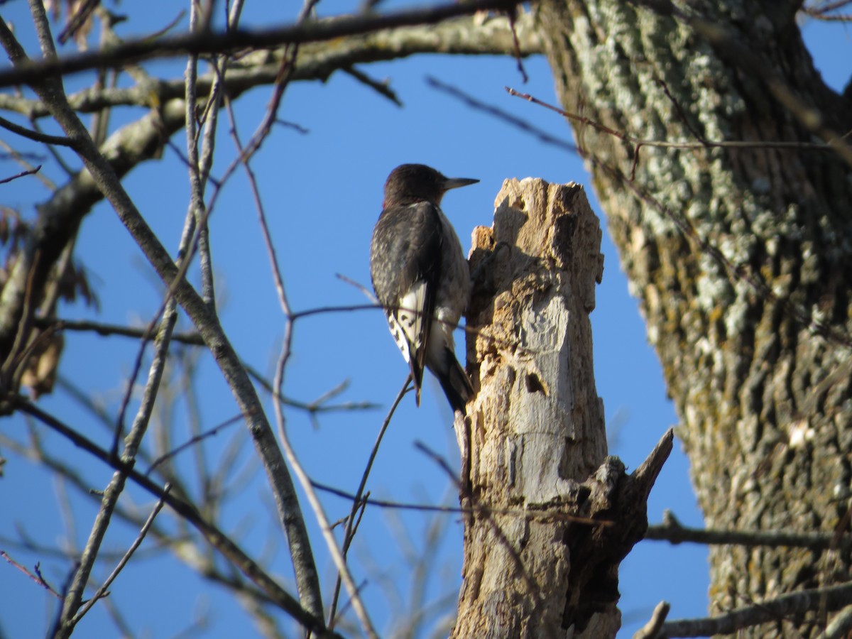 Red-headed Woodpecker - ML611857470