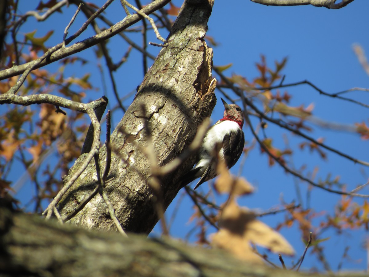 Red-headed Woodpecker - ML611857471