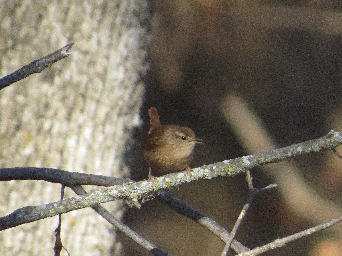 Winter Wren - Nathan Bradford