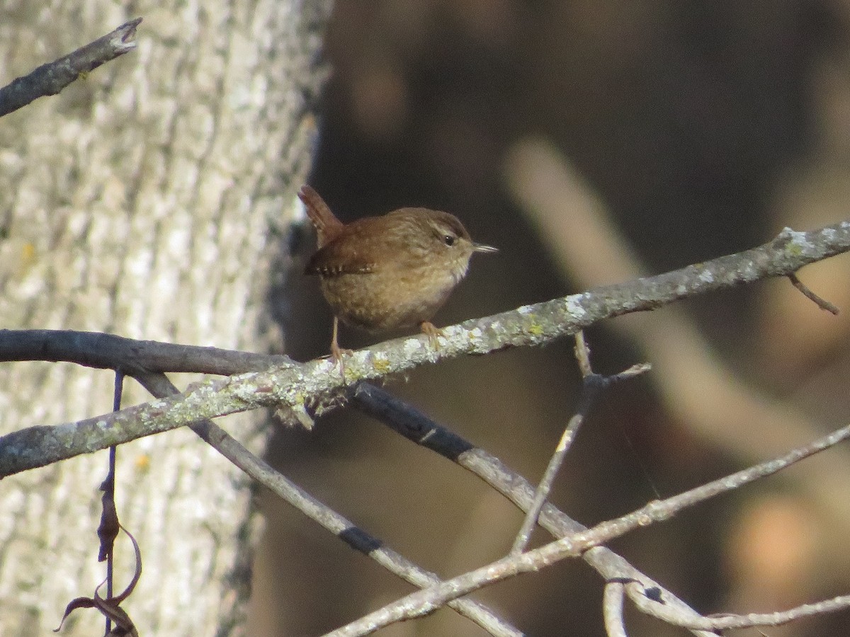 Winter Wren - ML611857488