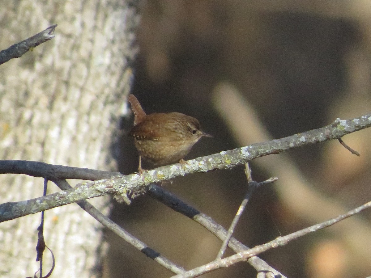 Winter Wren - ML611857489