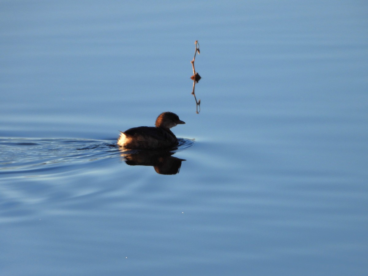 Pied-billed Grebe - ML611857546