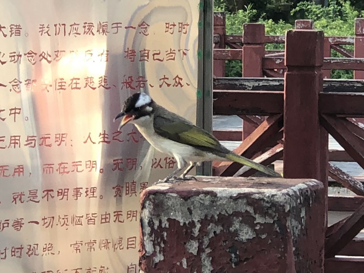 Light-vented Bulbul - ML611857580